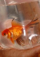 Начальница соблазнила темнокожего уборщика 1 фотография Начальница соблазнила темнокожего уборщика 1 фотография