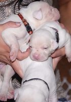 Раком в попку 2 фотография Раком в попку 2 фотография